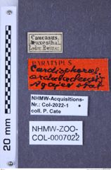 Etiketten zu Cardiophorus ordubadensis (Agaev, 1985) (NHMW-ZOO-COL-0007022)